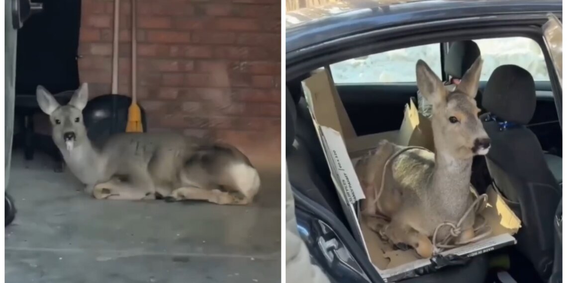 Инспекторы Минприроды спасли раненую косулю и вернули её в дикую природу