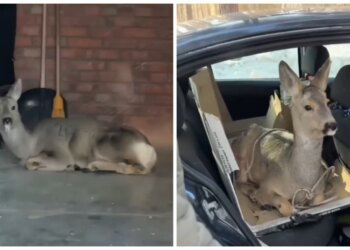 Инспекторы минприроды спасли раненую косулю и вернули её в дикую природу