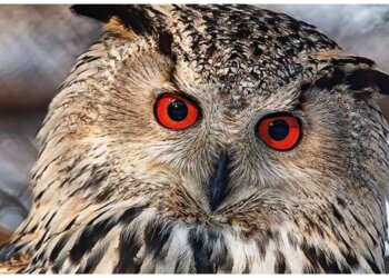 Новосибирский зоопарк переходит на летний режим работы