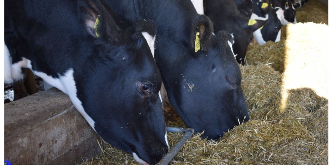 Минсельхоз опроверг слухи о вспышке ящура в Новосибирской области