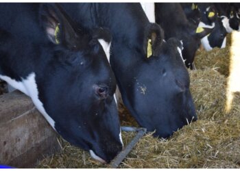 Минсельхоз опроверг слухи о вспышке ящура в Новосибирской области