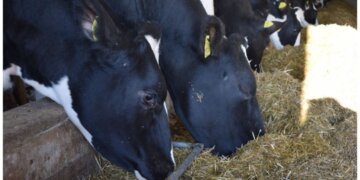 Аномальные морозы и скученность скота: в ветслужбе объяснили вспышку пастереллеза в Новосибирской области