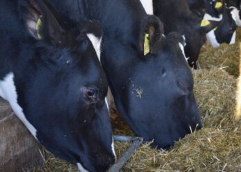 Жители Новопичугово вслед за Козихой обратились к Путину и Бастрыкину из-за изъятия скота