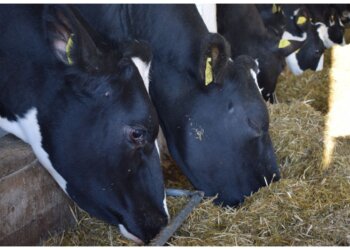 Новосибирская область получит 350 тысяч доз вакцины против ящура