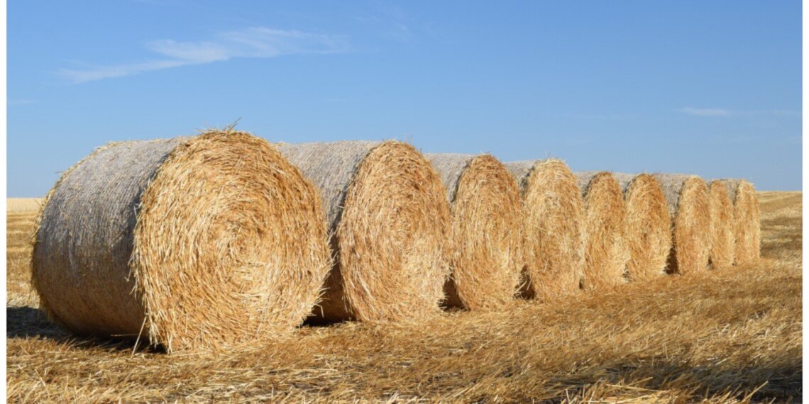 Минсельхоз предложил продлить льготные кредиты для агроэкспорта