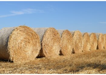 Минсельхоз предложил продлить льготные кредиты для агроэкспорта