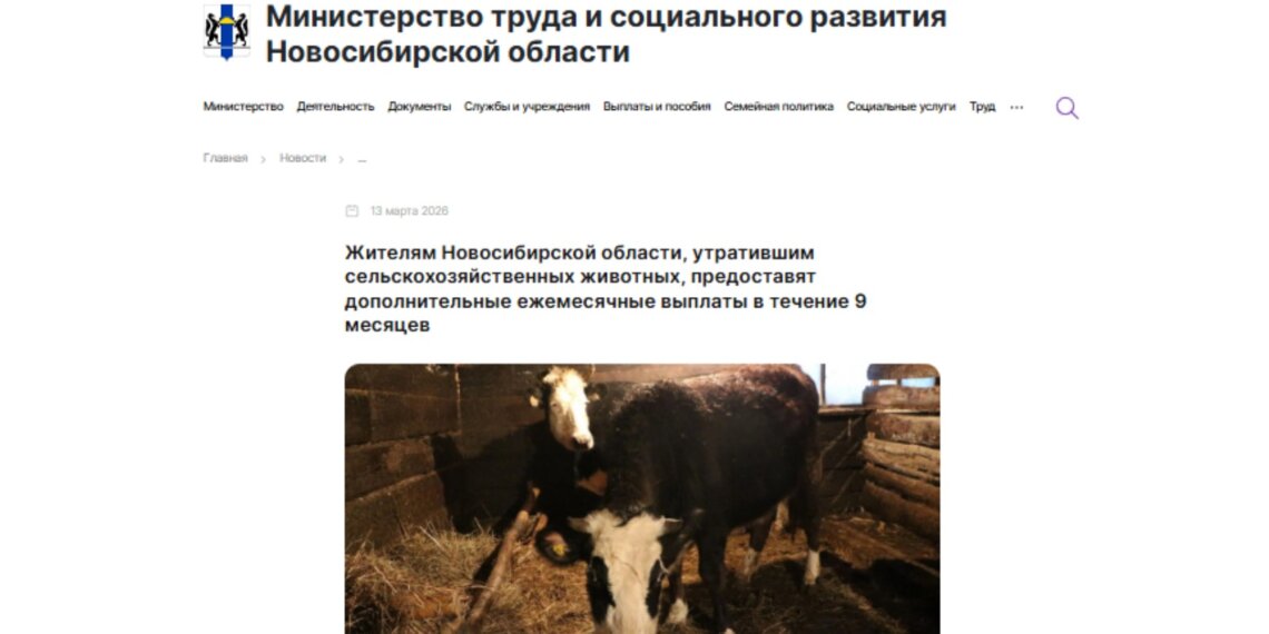 Жителям Новосибирской области помогут материально после изъятия скота