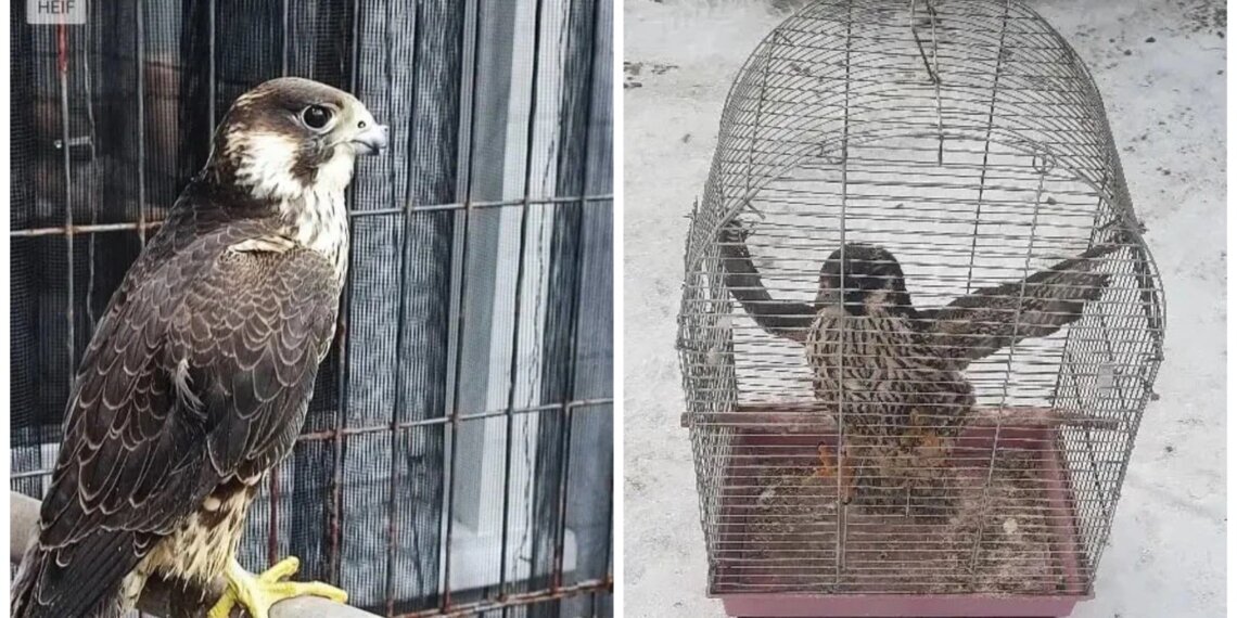 Жительницу Красноярского края будут судить за продажу краснокнижного сокола