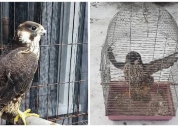 Жительницу Красноярского края будут судить за продажу краснокнижного сокола