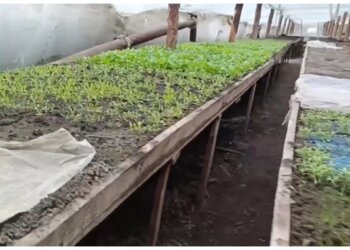 В теплицах под Новосибирском прошёл миграционный рейд