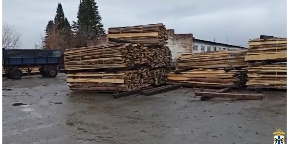«Чёрные лесорубы» из НСО вырубили деревьев на 55 миллионов рублей