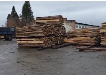 «Чёрные лесорубы» из НСО вырубили деревьев на 55 миллионов рублей