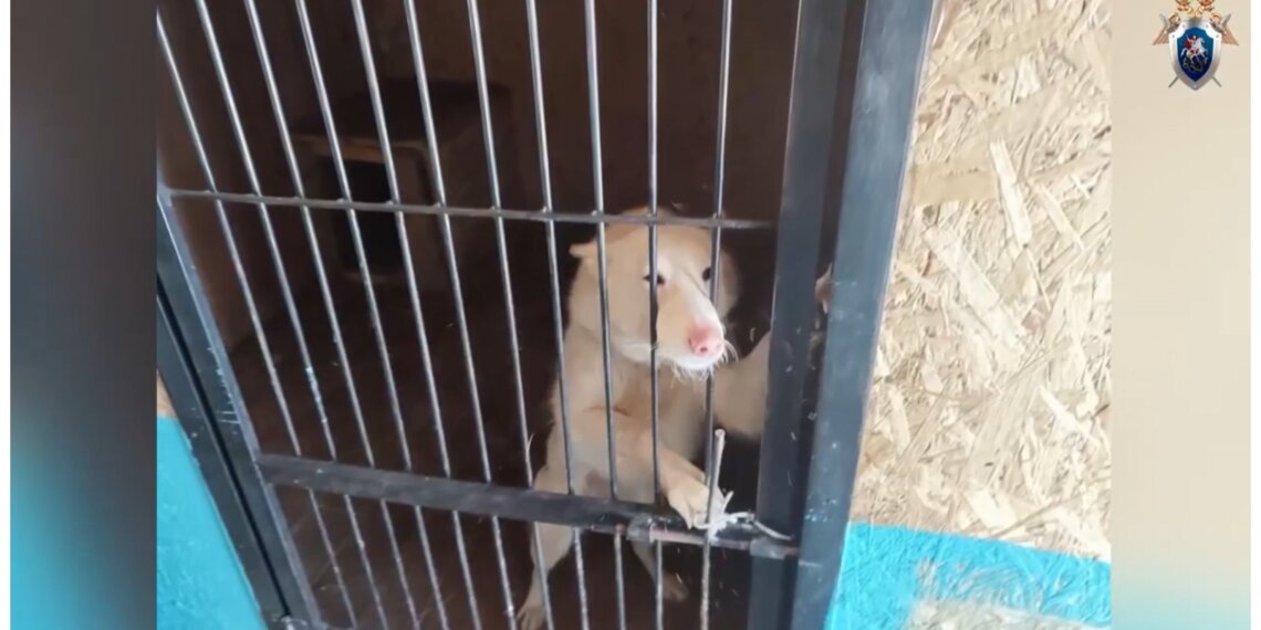 Предпринимателя из Сибири обвиняют в махинациях с собачьим приютом