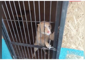 Предпринимателя из Сибири обвиняют в махинациях с собачьим приютом