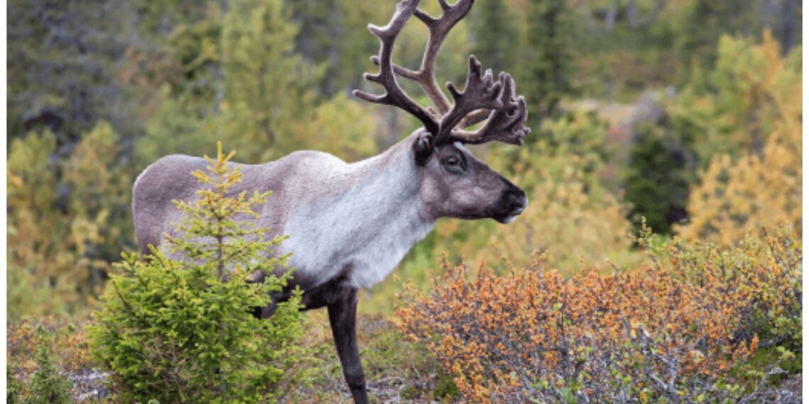 Два заповедника в Новосибирской области в опасности из-за возможной застройки