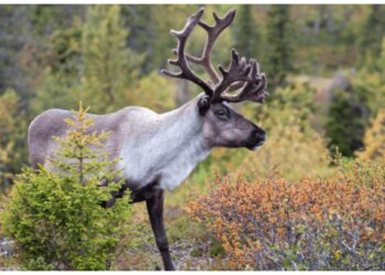 Два заповедника в Новосибирской области в опасности из-за возможной застройки
