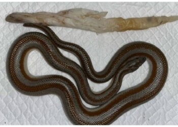 Конечно, Вася: к новосибирским ветеринарам принесли удава Василия с огромной салфеткой внутри