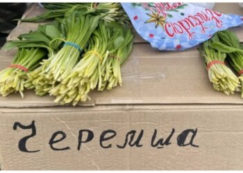 В Новосибирске появилась первая черемша — пучок продают по 200 рублей