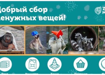 Новосибирский зоопарк приглашает на сбор вещей для животных в эту субботу