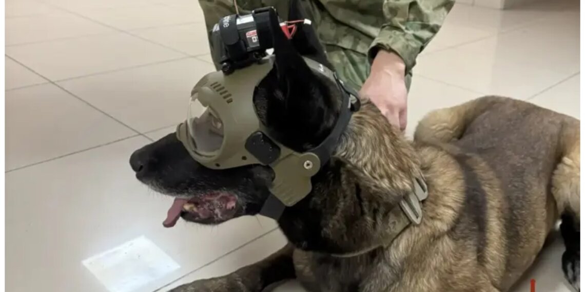 Киберпсы в Росгвардии: в Новосибирске создали FPV-шлем для служебных псов