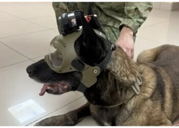 Киберпсы в Росгвардии: в Новосибирске создали FPV-шлем для служебных псов