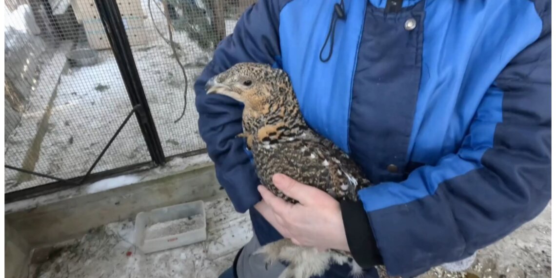 Песцы и волки улетели в Индию: новосибирский зоопарк расширяет связи