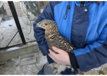 Песцы и волки улетели в Индию: новосибирский зоопарк расширяет связи