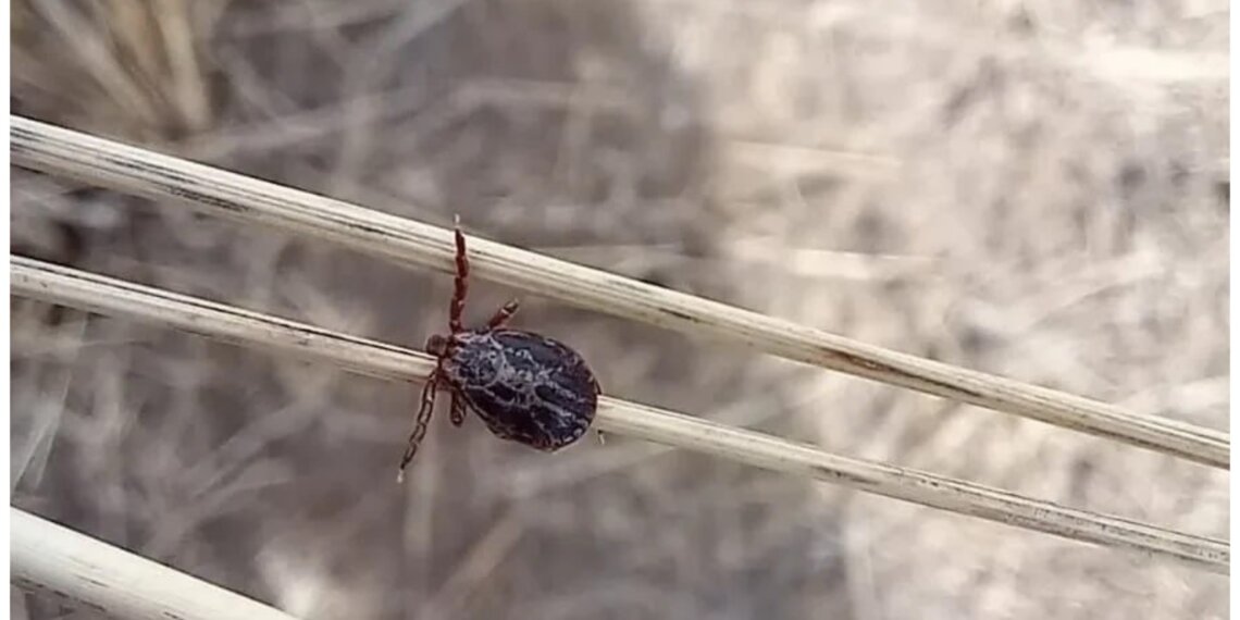 Первый укус клеща зафиксировали в Красноярском крае