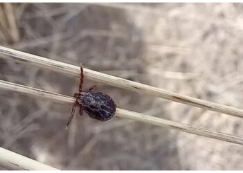 Первый укус клеща зафиксировали в Красноярском крае