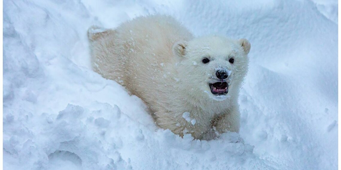 Новосибирский зоопарк раскрыл секрет: У Кая и Герды родился сынишка