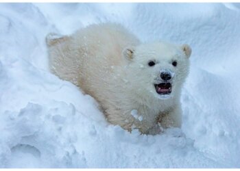 Новосибирский зоопарк раскрыл секрет: У Кая и Герды родился сынишка