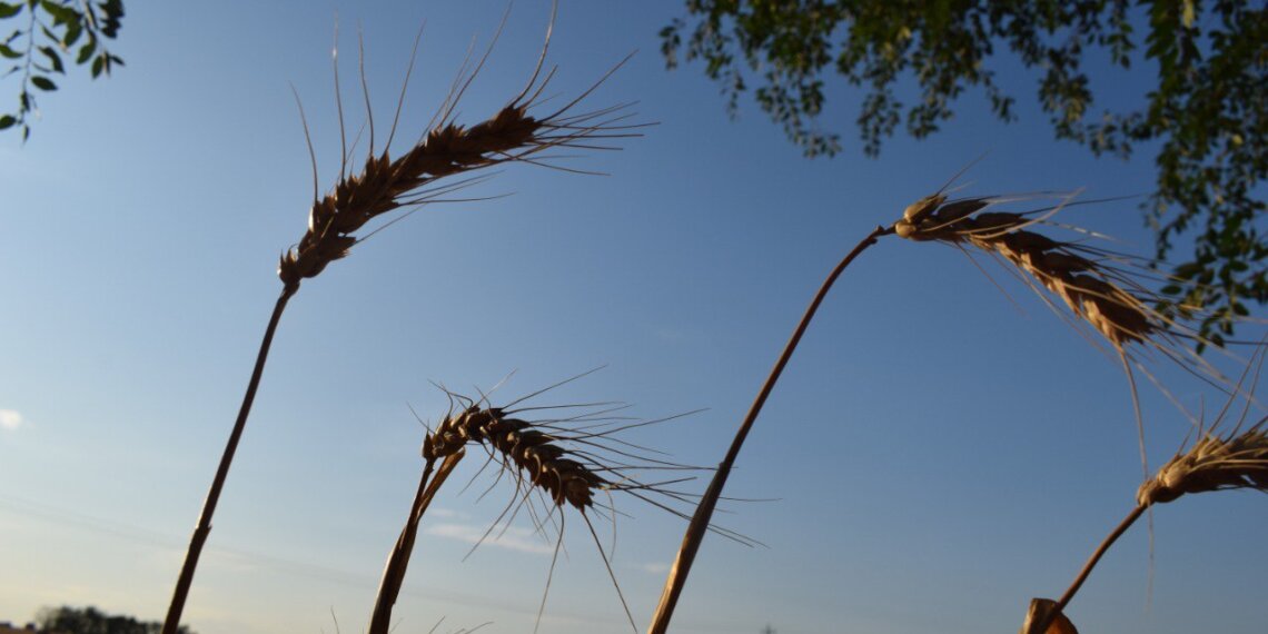Фермер из Тогучинского района  вернула 1,5 млн рублей, чтобы избежать ареста счетов