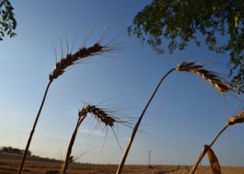 Фермер из Тогучинского района  вернула 1,5 млн рублей, чтобы избежать ареста счетов