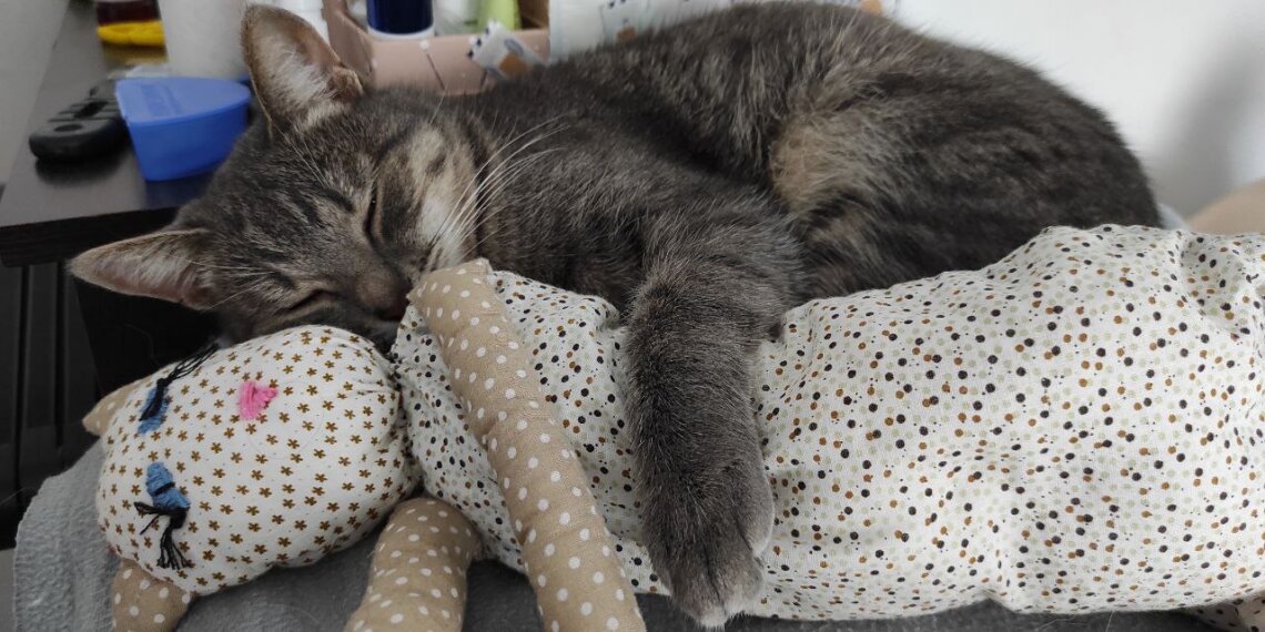 Новосибирские кошки массово отправились в отпуск за границу с начала 2026 года