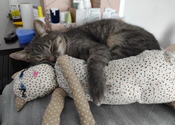 Новосибирские кошки массово отправились в отпуск за границу с начала 2026 года