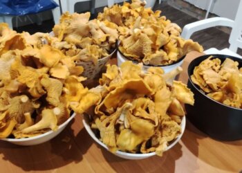 Россиян предупредили о росте цен на грибы из-за логистики и проблем с переработкой