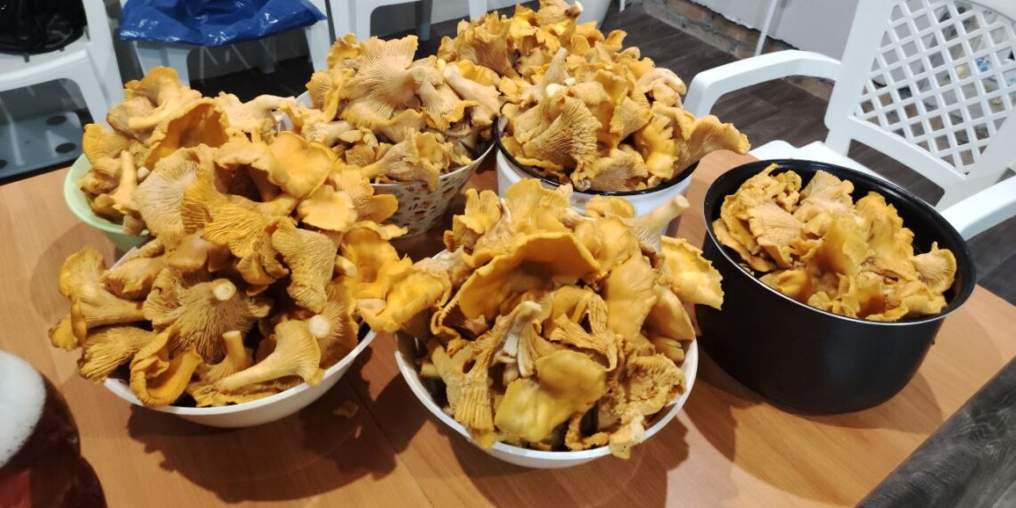 Карта грибных мест Новосибирской области 2026: где собирать лисички, белые и грузди