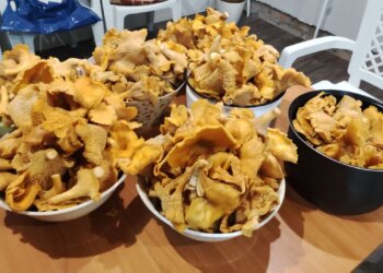 Карта грибных мест Новосибирской области 2026: где собирать лисички, белые и грузди