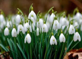 Новосибирцам рассказали о наказаниях за сбор подснежников