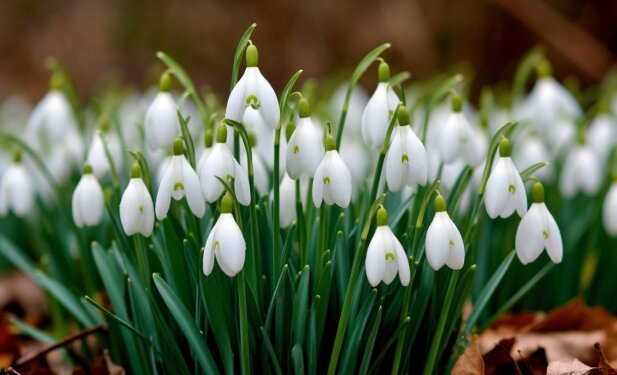 Новосибирцам рассказали о наказаниях за сбор подснежников