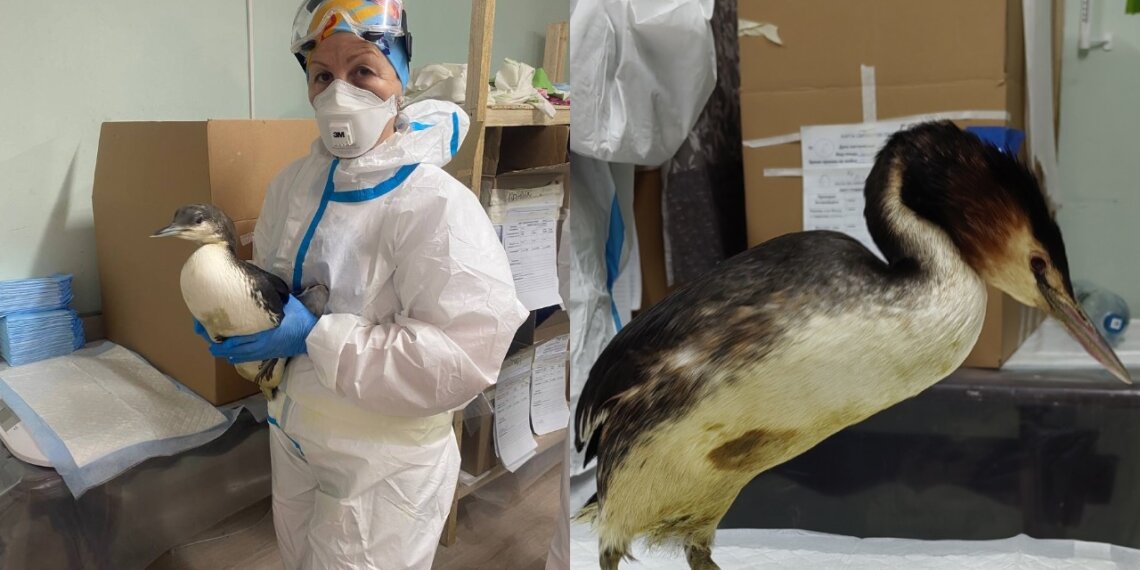 Волонтёр из Новосибирска рассказала о ситуации на Чёрном море после аварии с мазутом