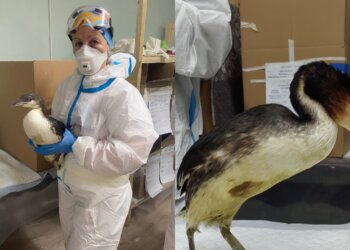 Волонтёр из Новосибирска рассказала о ситуации на Чёрном море после аварии с мазутом