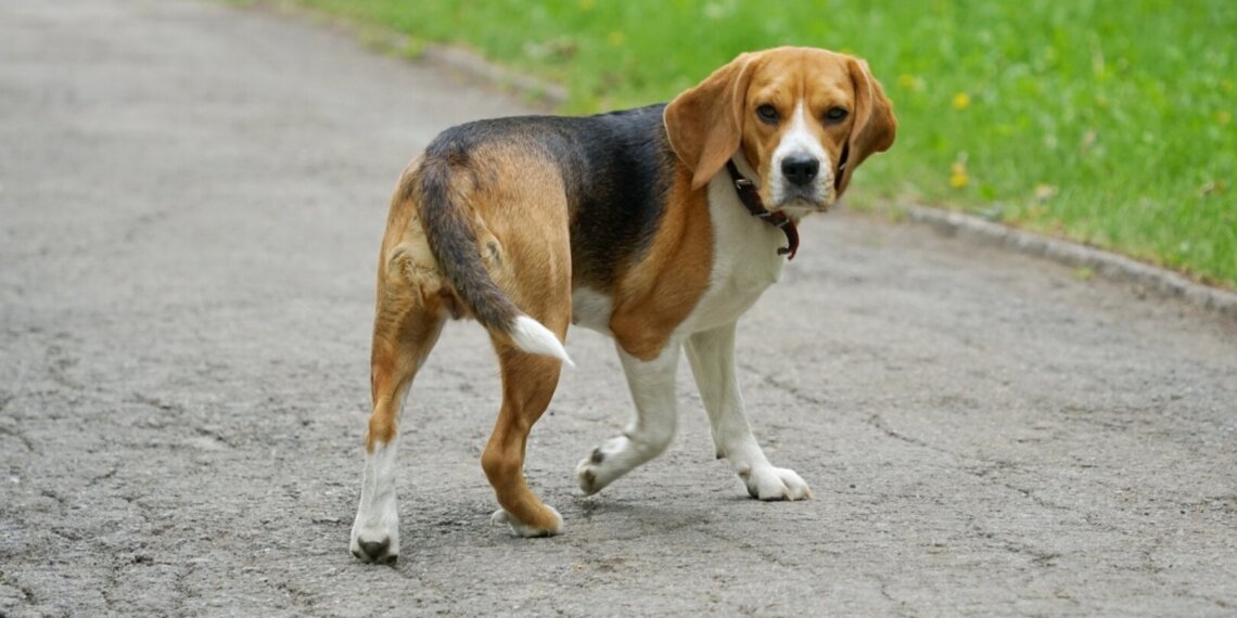 «Гуляем по ГОСТу»: в России появится госстандарт на площадки для выгула собак