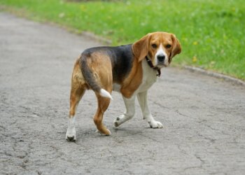 «Гуляем по ГОСТу»: в России появится госстандарт на площадки для выгула собак