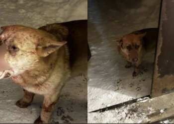 Пьяный новосибирец пытался застрелить бездомного пса в присутствии детей