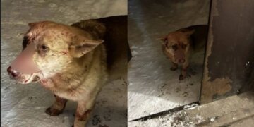 Пьяный новосибирец пытался застрелить бездомного пса в присутствии детей