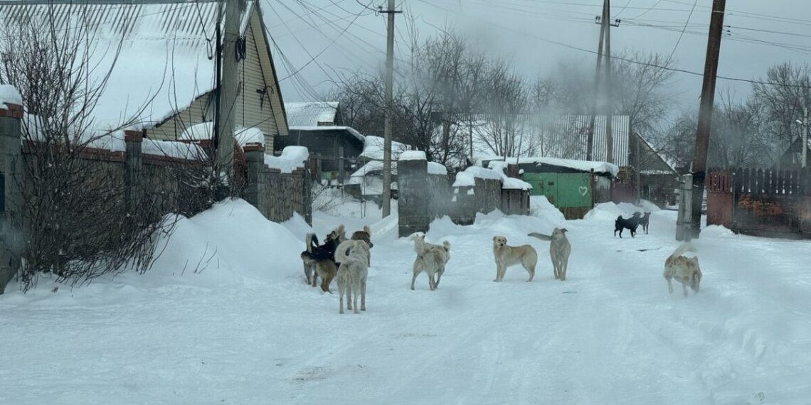 Стаи собак терроризируют жителей Лесоперевалки в Новосибирске