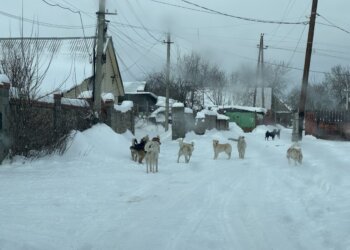 Стаи собак терроризируют жителей Лесоперевалки в Новосибирске