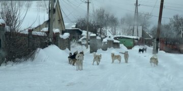 Стаи собак терроризируют жителей Лесоперевалки в Новосибирске