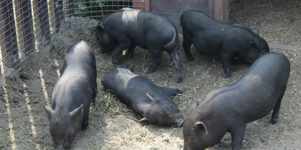 Новосибирцам объяснили порядок изъятия животных при вспышках болезней